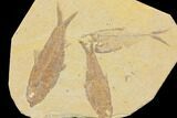Three Detailed Fossil Fish (Knightia & Diplomystus) - Wyoming #116767-1